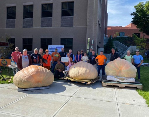 people standing by giant pumpkins