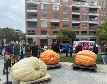 people standing by giant pumpkins