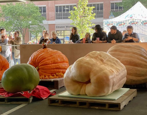 people standing by giant pumpkins