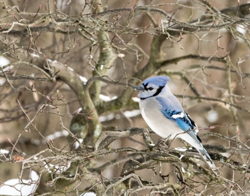blue jay on branch