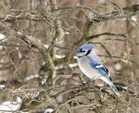 blue jay on branch