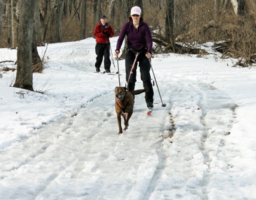 dog pulling woman on skis