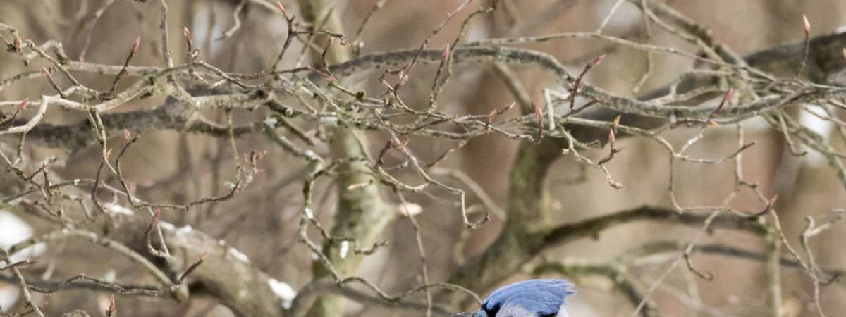a blue jay in the winter in a tree