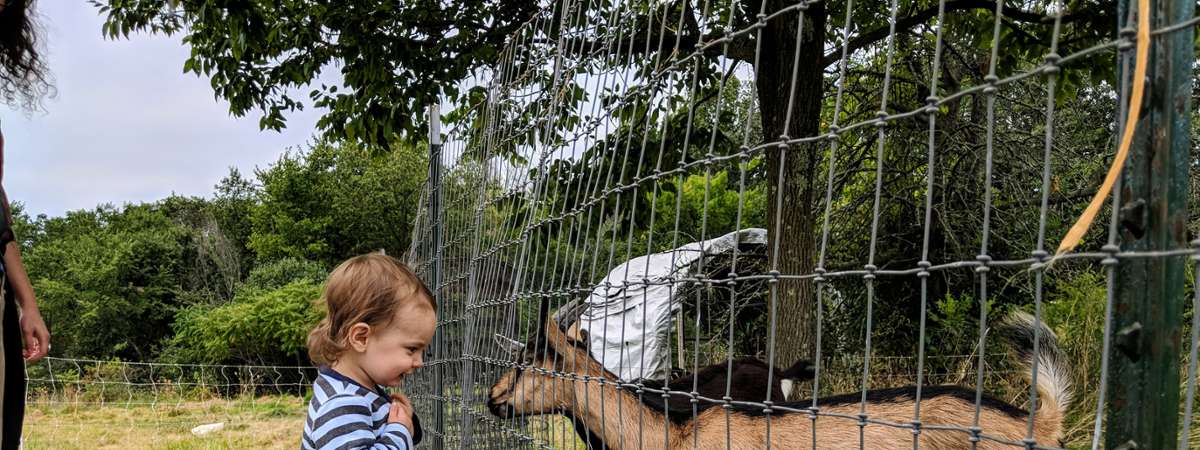 toddler looking at goat