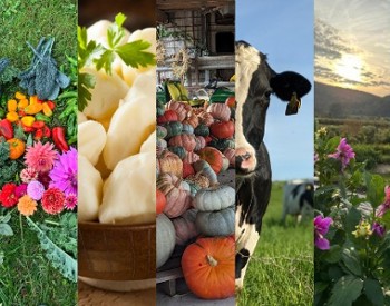 banner with cheese tour photos