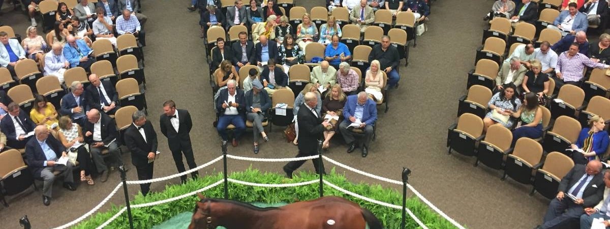 horse sale