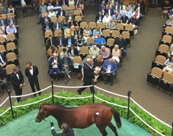 fasig tipton horse sale