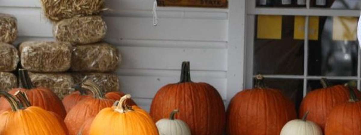 pumpkins and mums