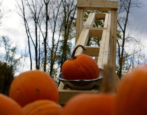 pumpkin in launcher