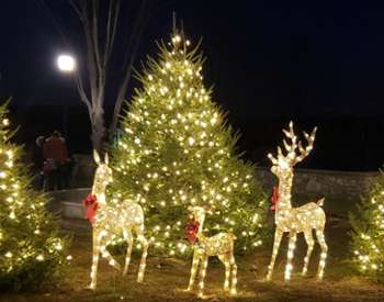 outdoor christmas trees with deer decorations