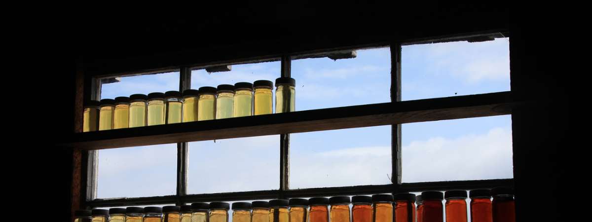 jars of maple in a window