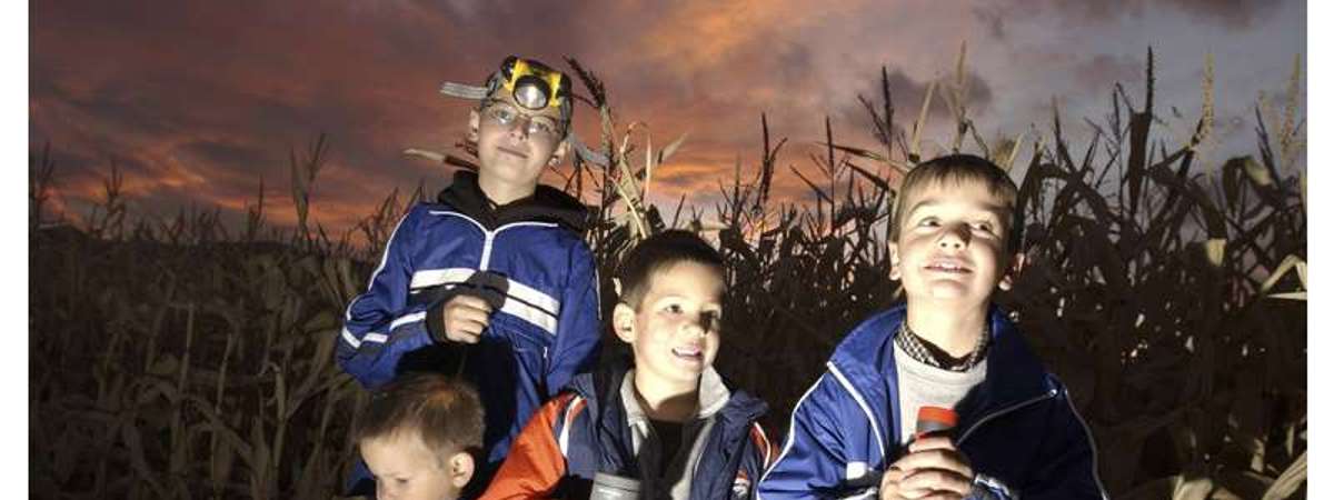 kids in corn maze at night