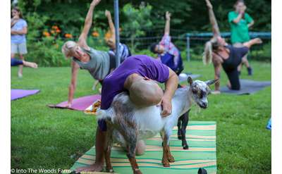 Goat Yoga In The Woods NY