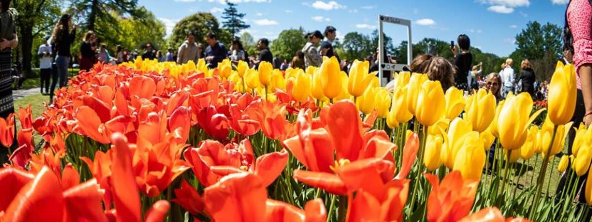 colorful tulips in a park