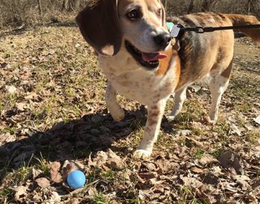 Photo of Dog