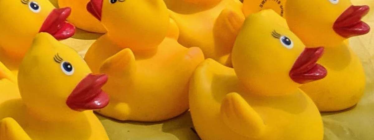 several yellow rubber ducks