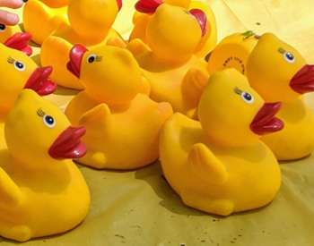 several yellow rubber ducks