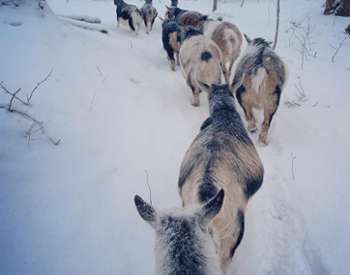 Into The Woods Farm Snowshoe Adventures