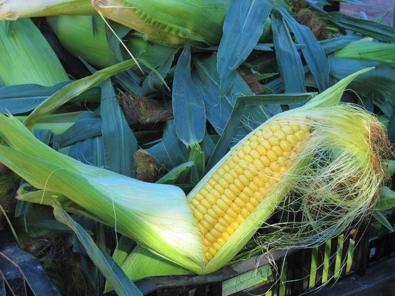 Corn at the Market