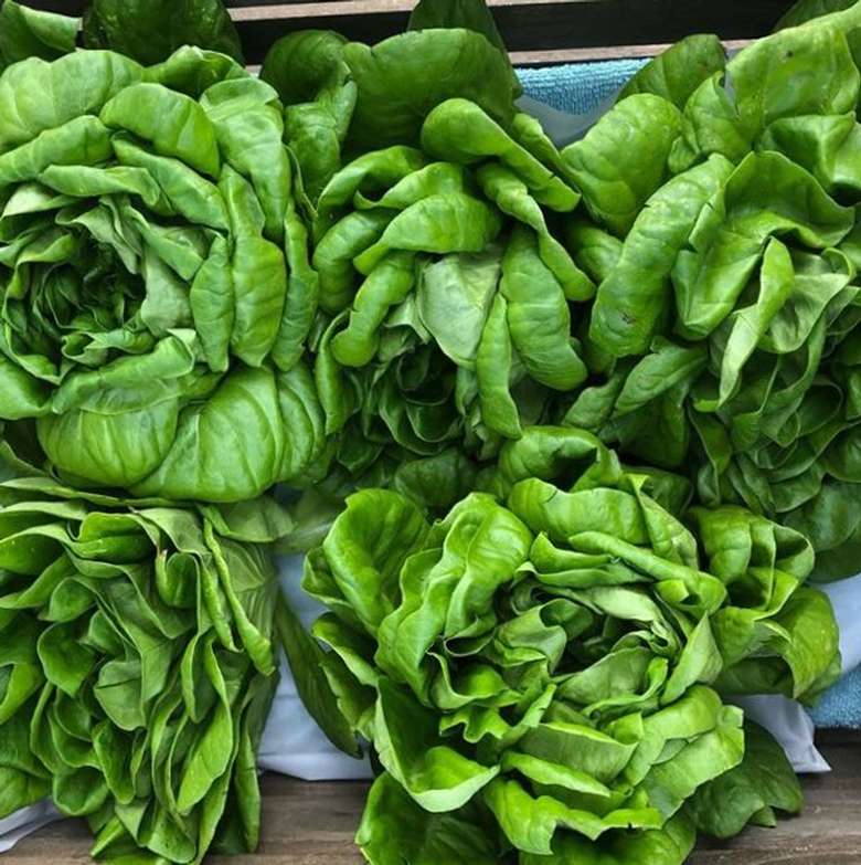 Fall lettuce at the Market