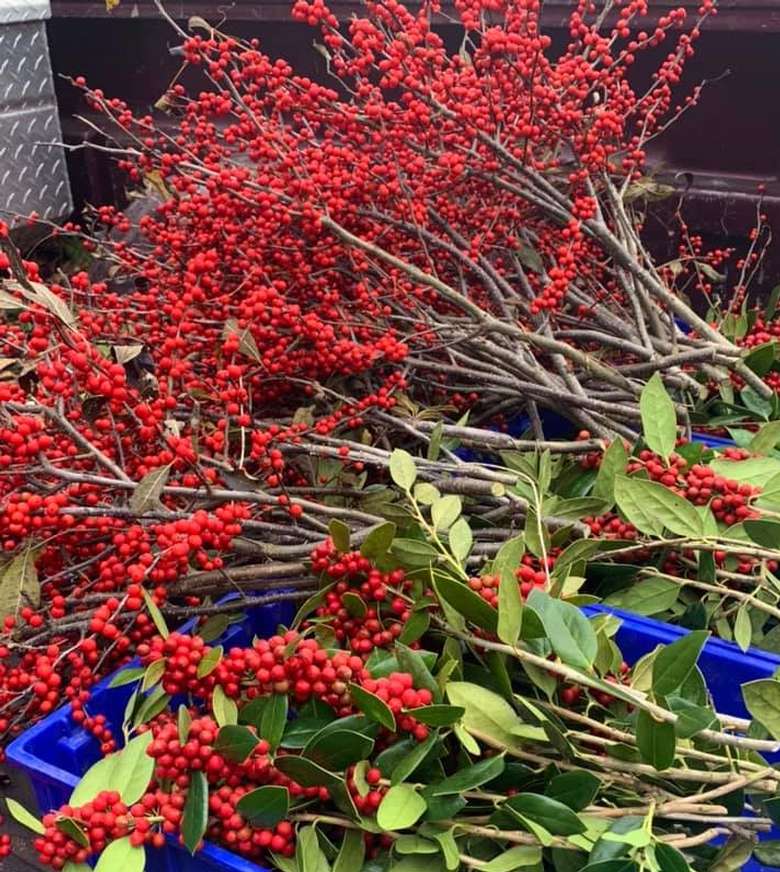 Christmas greens at the Market