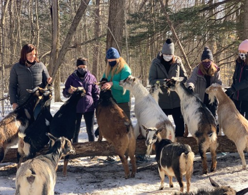 Wild Walk Adventure with goats At Into The Woods Farm