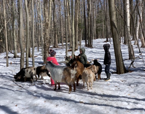 Wild Walk Adventure with goats At Into The Woods Farm