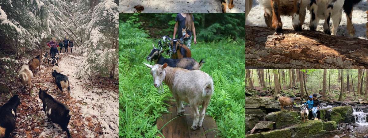 Wild Walk Adventure with goats At Into The Woods Farm