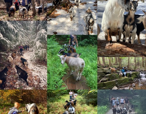 Wild Walk Adventure with goats At Into The Woods Farm
