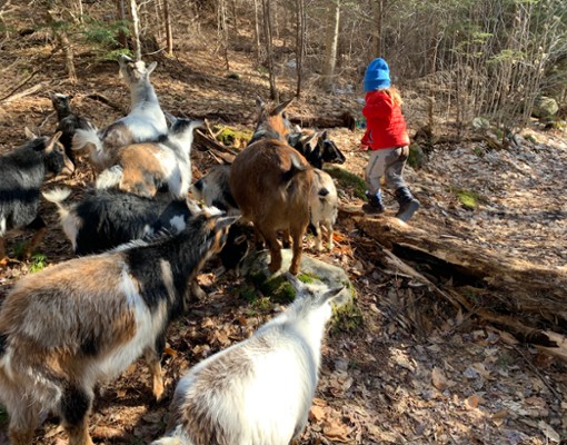 Wild Walk Adventure with goats At Into The Woods Farm