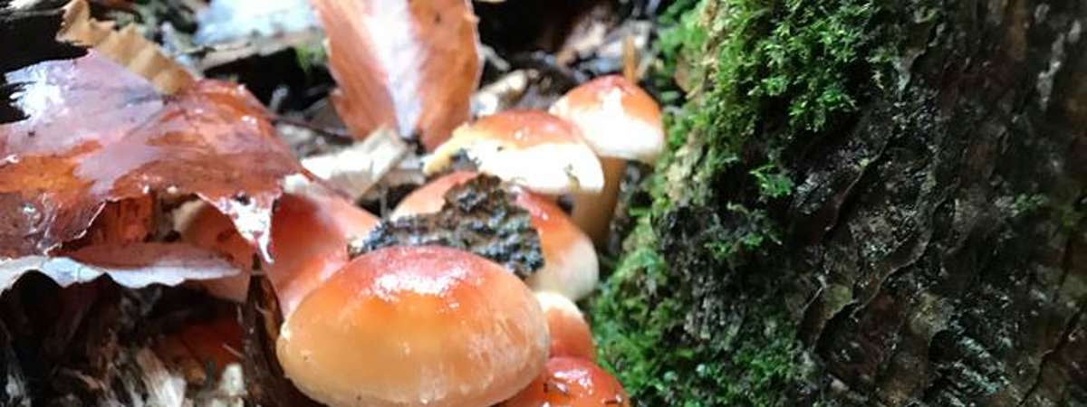 Mushroom walks at Martin's Lumber