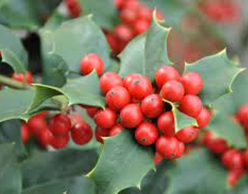 red berries