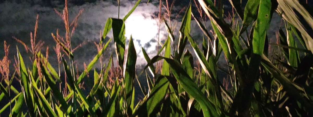 corn maze at night