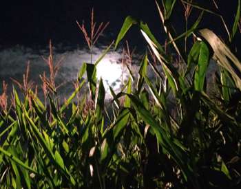 corn maze at night
