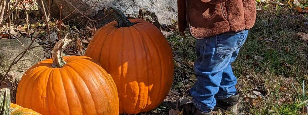 picking our the perfect pumpkin