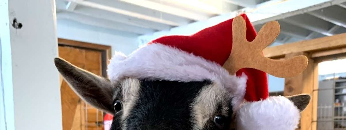 Photo of Cedar posing in her holiday hat!
