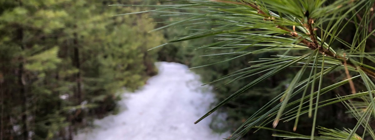 snowy trail in woods