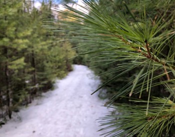 snowy trail in woods