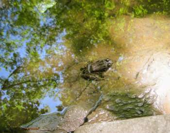 frog in pond