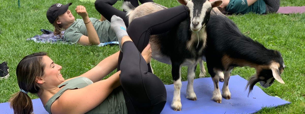 Goat Yoga at intothewoodsfarmny.com