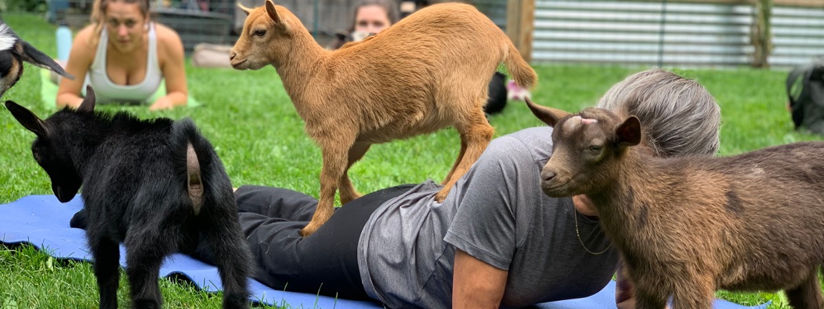 Goat Yoga NY at Into The Woods Farm