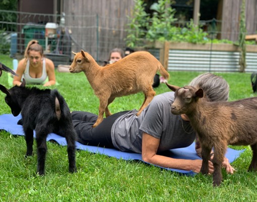 Goat Yoga NY at Into The Woods Farm