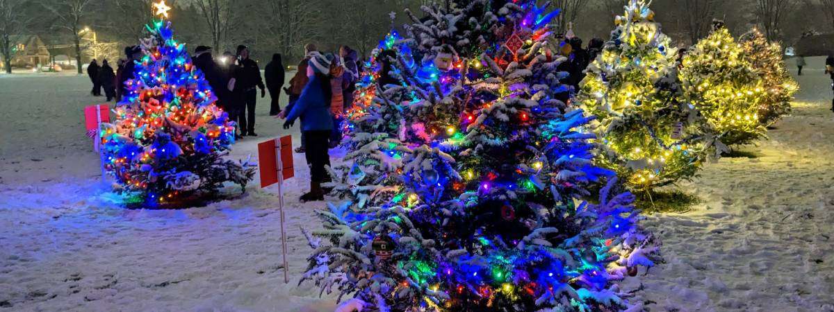 lit up christmas trees in park