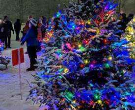 lit up christmas trees in park