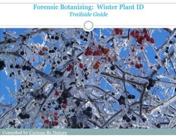 Winter Plant Identification-trailside digital guide