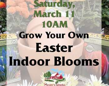 Easter Blooms: Forcing Bulbs for Indoor Flowers