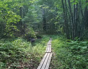 A boardwalk along trail through Mooney Carrese Forest