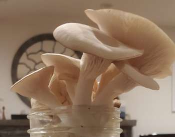 Mushrooms