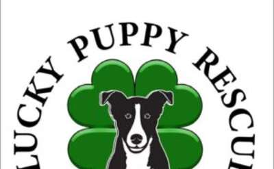 lucky puppy rescue logo with four leaf clover and dog