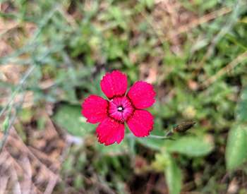 small magenta flower